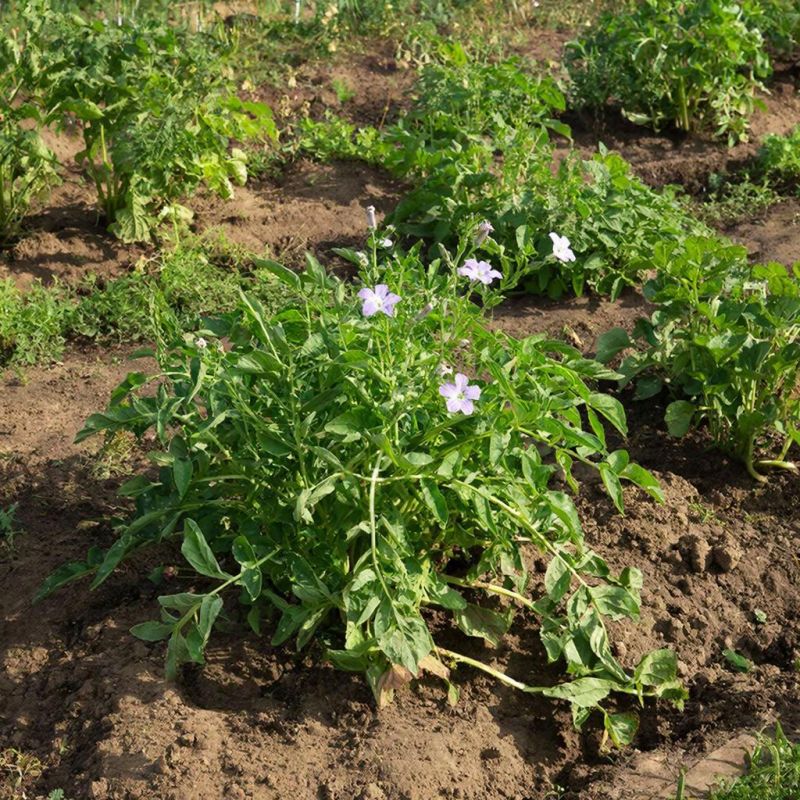 ������ ������� ������� ������� ����� ��������� ��� ���������� ������