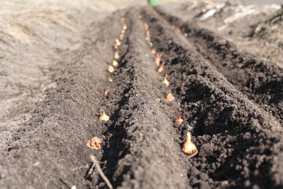 ��� ��������� �������� ��� ������: ������ � ������������