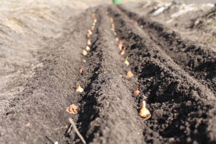 ��� ��������� �������� ��� ������: ������ � ������������