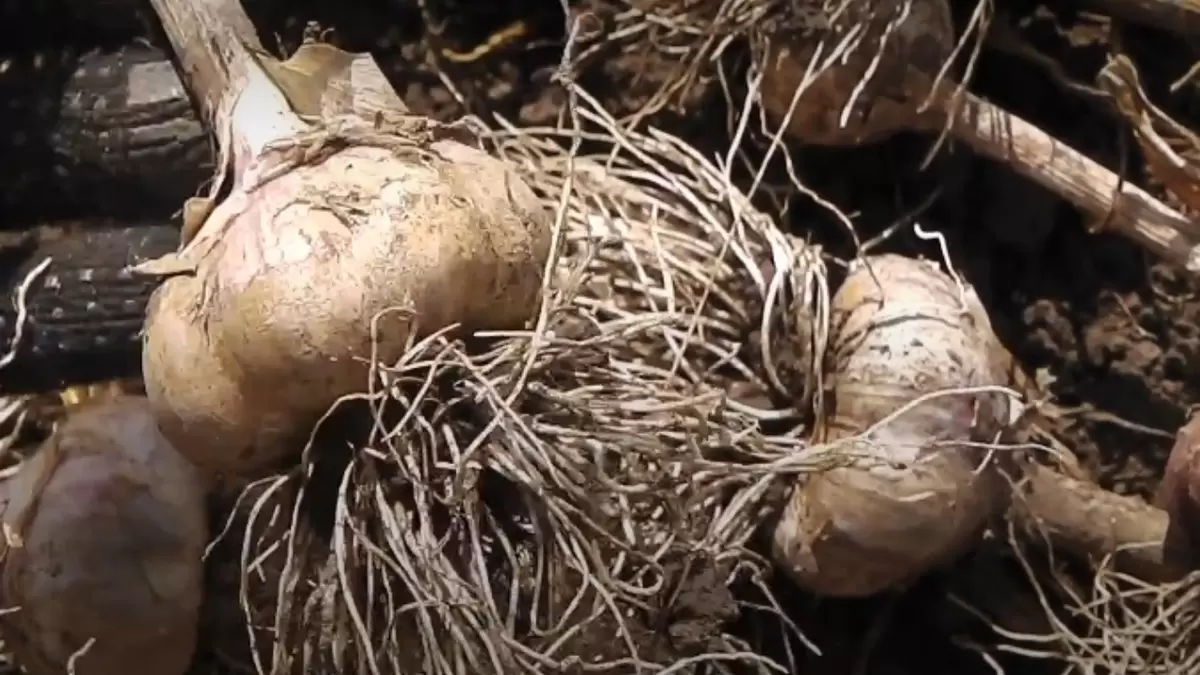 Зимний чеснок: секреты щедрого урожая в ваших руках