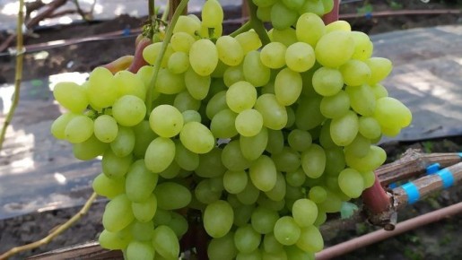 ���������� �������� �����: ������� ����� � ������ ����������