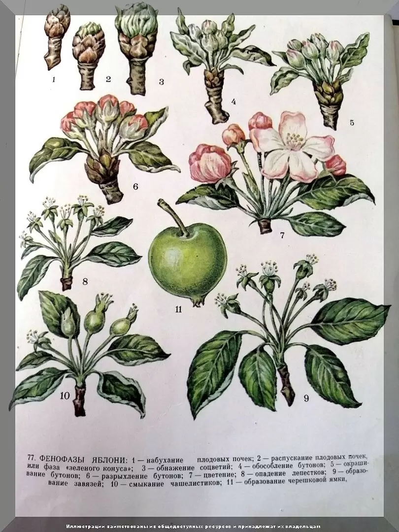 Секреты весенних работ в плодовом саду