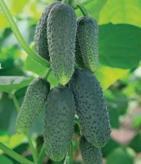 ������� ��������� ������ �������