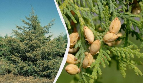 Когда обрезка хвойных может навредить: разберёмся в осенних рисках