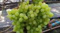 Уникальный виноград Гаюга: сладкие ягоды и раннее созревание