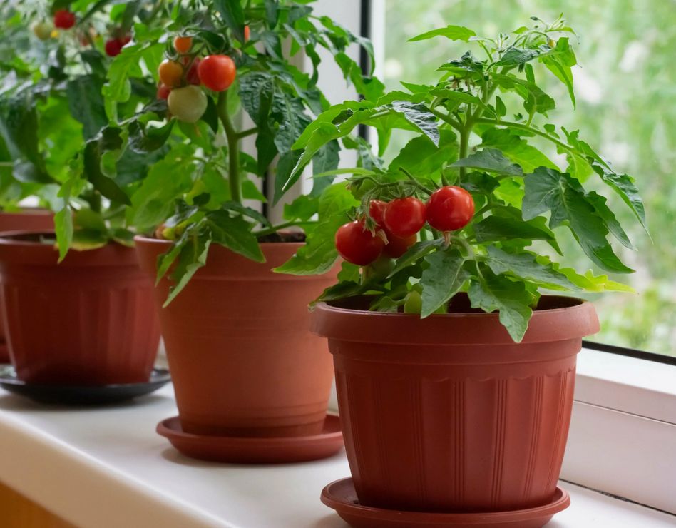 ��� ��������� �������� �� �����������: ������ �� ����� � ������ ������