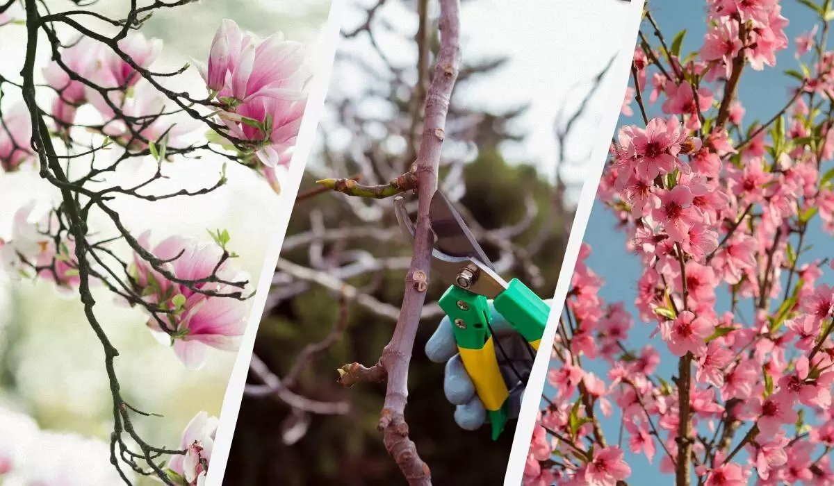 Весна в саду: какие деревья не следует обрезать, чтобы не потерять урожай