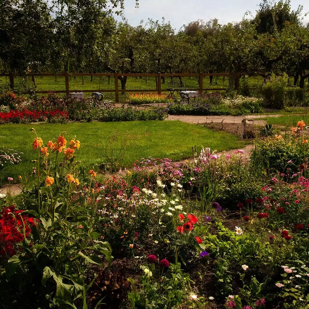 Секреты непрерывного цветения: многолетники для вашего сада