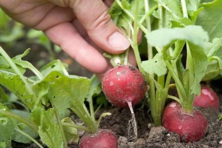 Устойчивый урожай редиса: как посев каждые 10 дней обеспечивает свежесть на столе