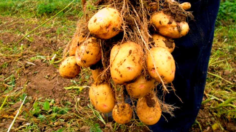 ��� �������� ����� ���������� ���� ����� �� ���� �����?