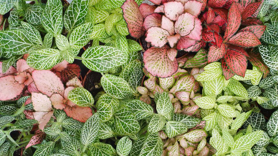 ��������: �������������� ��������� ��������, ������� ���������� ��� ��������