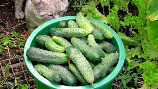 Как сохранить свежесть огурцов на зиму: секреты от наших бабушек