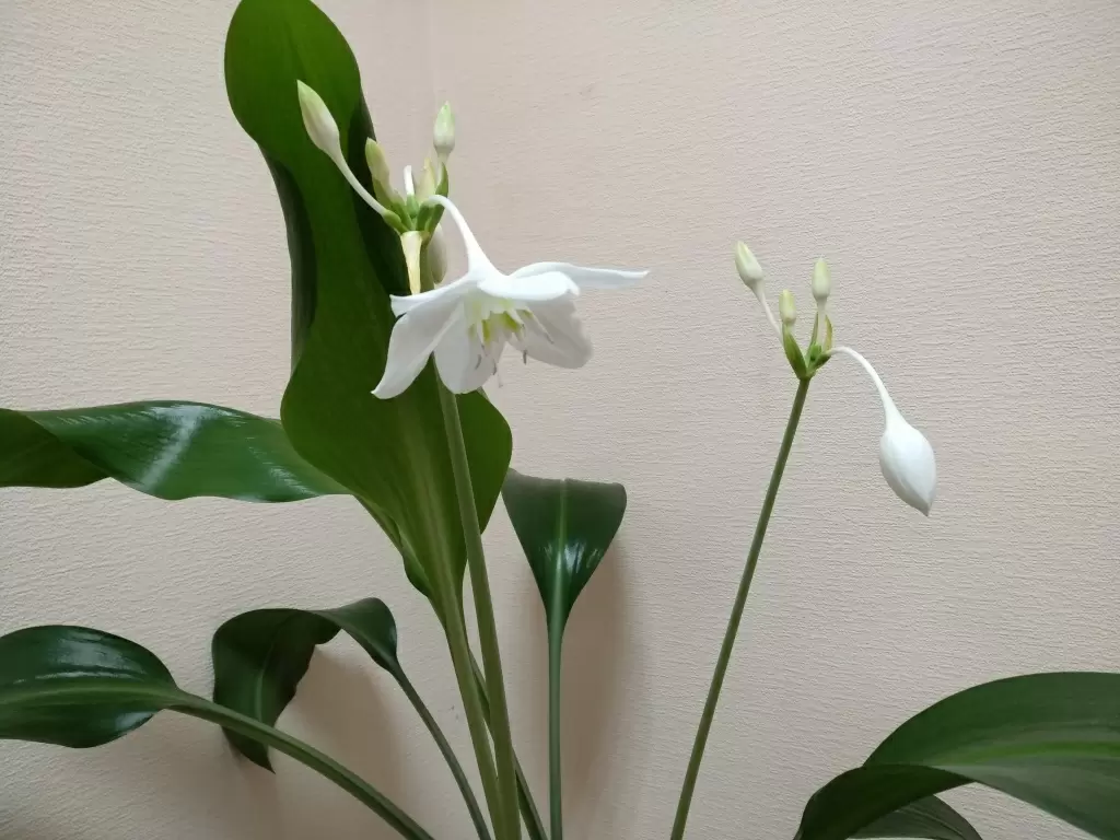 Эухарис: как вырастить амазонскую лилию в домашних условиях