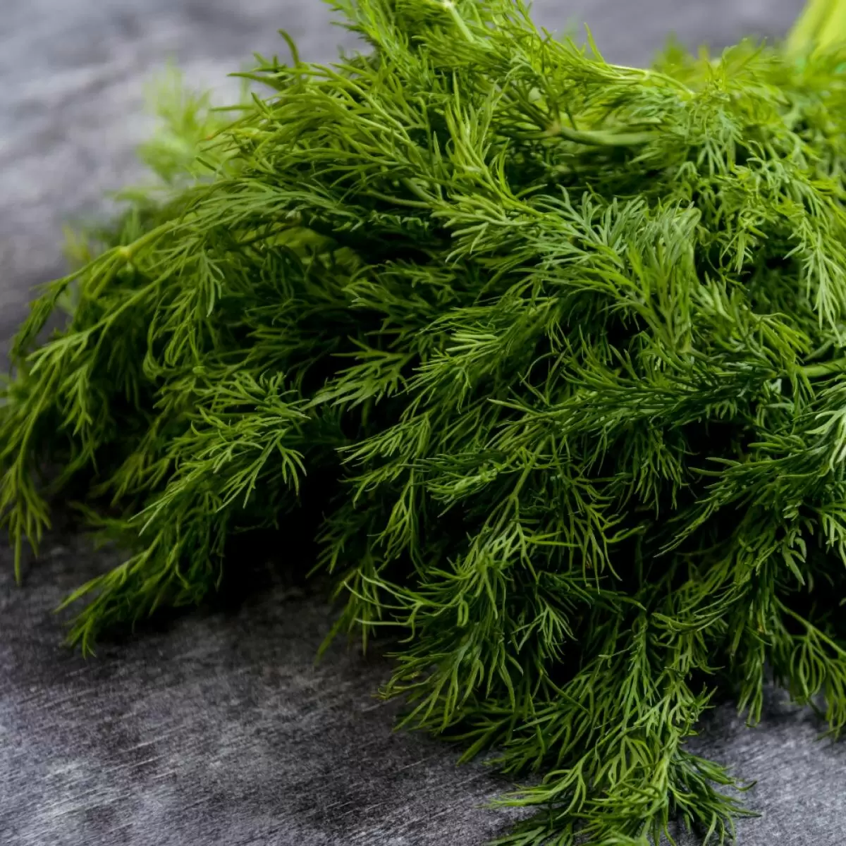 Как укроп не потеряет свой аромат: секреты успешного выращивания