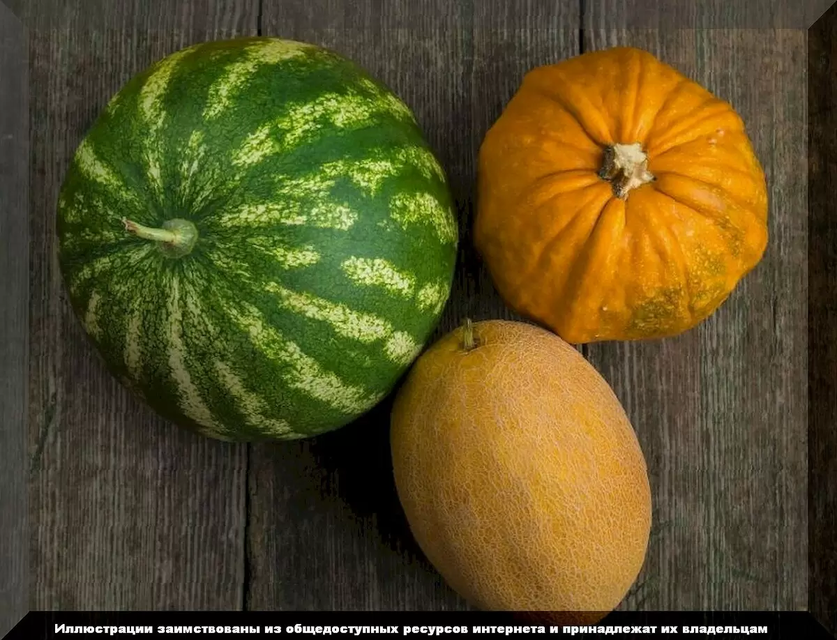 Как правильно формировать дыни, арбузы и тыквы: секреты успешного урожая