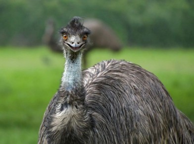 ��� ��������� ������ �������� �������� � �������