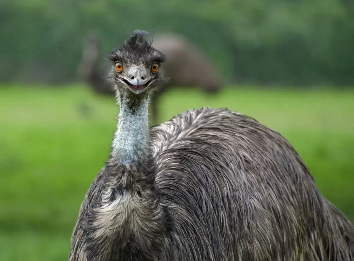 Как рубиновая лебеда помогает выживать в пустыне