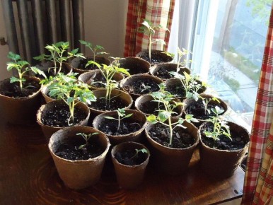 �������� � ��������: 7 ������, ������� ������ ���� ������� ��������