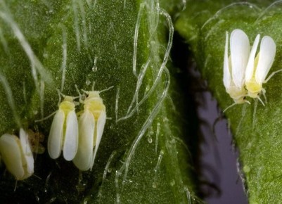 ��� �������� � ����������� �� ��������