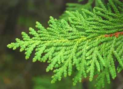 ����������� ���: ������� ���������� �������� ��� ������ ����