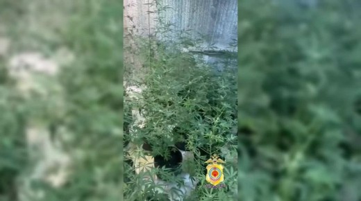 Сотрудники полиции Калмыкии пресекли деятельность жителя Юстинcкого района, культивировавшего коноплю на дому