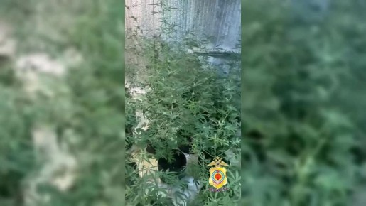 В Калмыкии сотрудники полиции уличили жителя посёлка Цаган-Аман в культивировании конопли