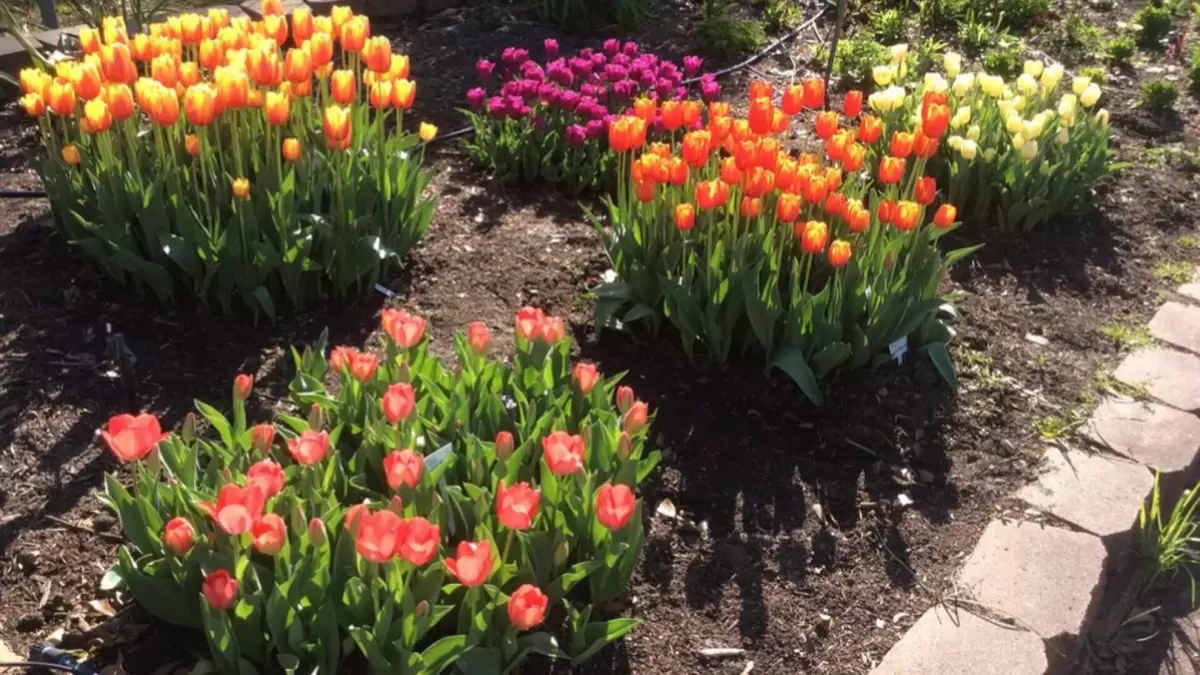 Весеннее чудо: как правильно посадить тюльпаны для пышного цветения