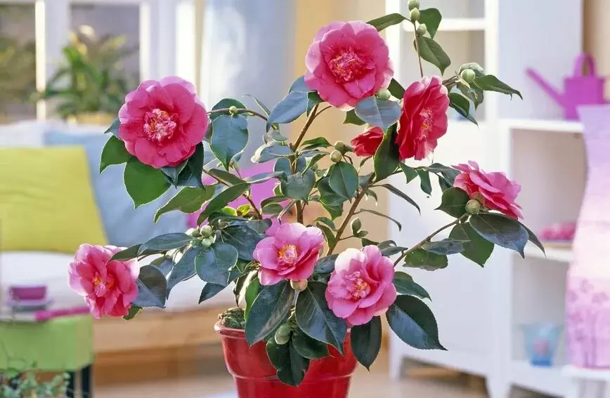 В зимнем цветении: чудеса домашнего сада