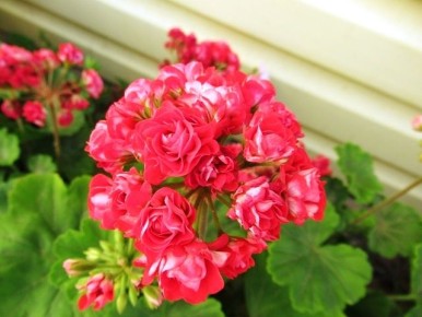 ��� ������� ���������� ���������� � ������� �����: ������ � ������������