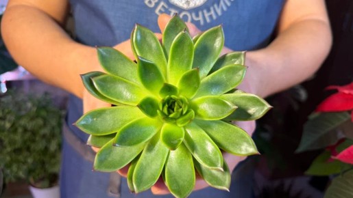 ������� ����� �� ������������: ��� �������� ���������������� ������