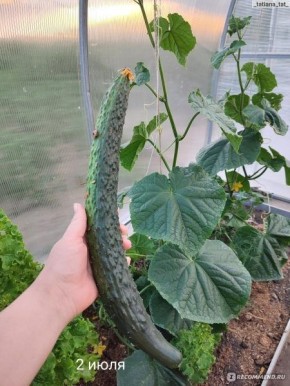 ������� � ��������� ������: ��������� ������� F1 ��� ������ �����