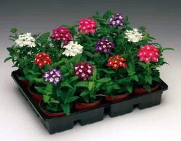 �������: ����� ��������� ����������� ��� ������ ����