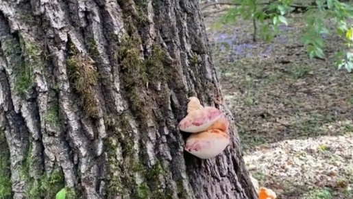 ���������: ����������� ����� ��������������� ����� ������