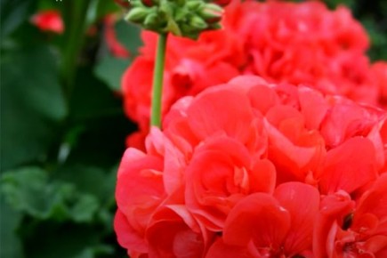 ��� ��������� ���������� ��������������: ������� ������ �� �����������