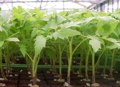 ��� ������� ��������� ����� ��� ������� �������