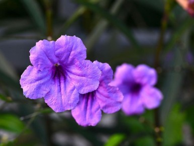 ��� ��������� ��������� �� �������� ��������: ������� ��������� ����� � ��������