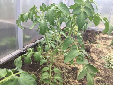 ������ ������ �� ������: �������� ������� � ������� ������� ��������