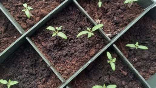 ��� ���������� � ������������ �������� �������: ������������ ������ ��� �����������