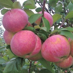 ������ ��������: ������ ���� ��� ������ ����