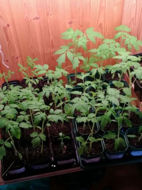 ����������� ��������� �������: ������� � ������