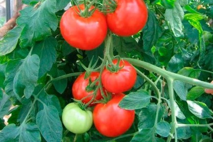 ������ ������: �� � ������� � �����