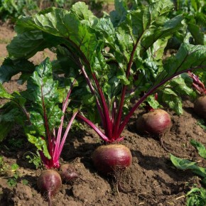 ������ ��� ������ �������: �������� ��������� ����� �� ��� ������ �����