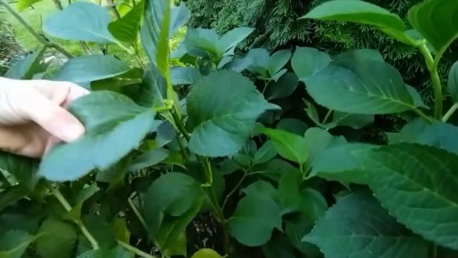 ������� �������� ������������� ���������: ��� �������� ������ � �����������