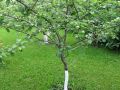 ��� ��������� ������ �������: ������������ ���������� ����