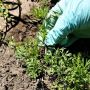 Как правильно прореживать морковь и свёклу для повышения урожая
