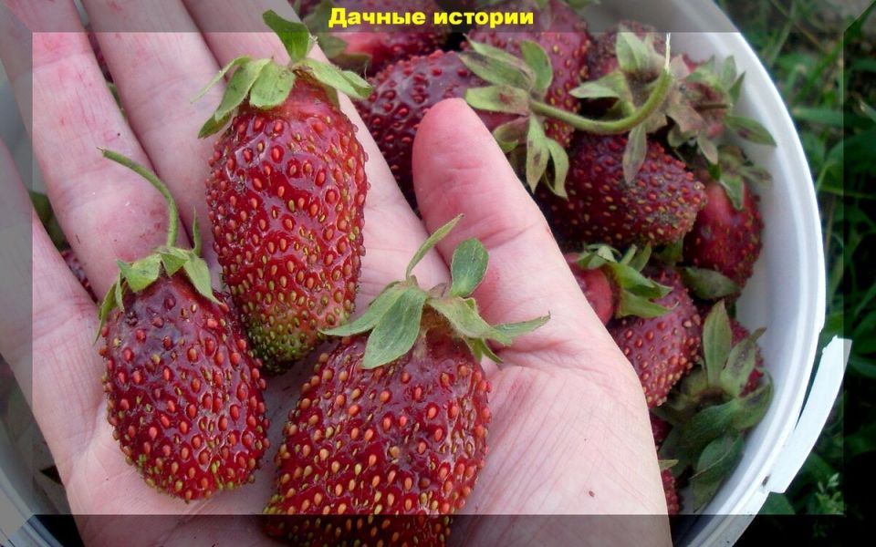 Знакомьтесь с земклуникой — настоящим открытием для садоводов!