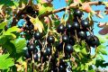 Смородина Мускат: секреты ухода и непревзойденный вкус для настоящих гурманов