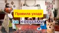 Как правильно ухаживать за коврами: секреты чистоты и долговечности