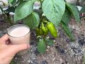 Секреты обильного урожая: 5 натуральных подкормок для ваших растений в июле