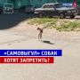 Самовыгул собак остаётся одной из главных причин уличных конфликтов с участием питомцев